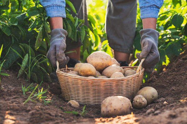 farmer harvesting potatoes in the field.