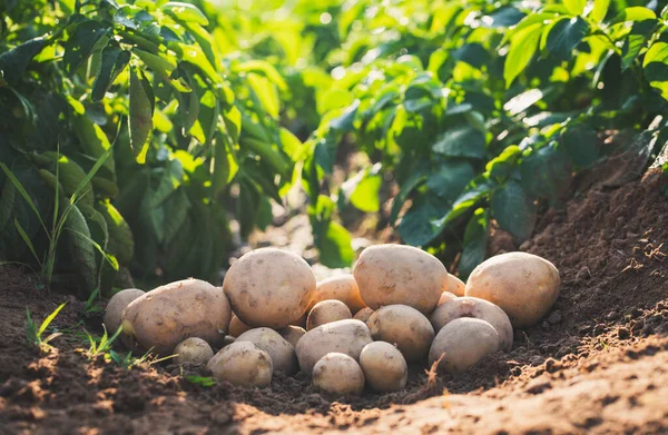 田里新鲜的有机土豆 从土壤中收获土豆 — 图库照片