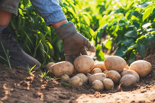 Landbouwer Die Het Veld Aardappelen Oogst — Stockfoto