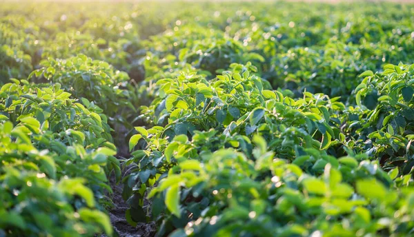 Planta Papa Joven Campo Granja Orgánica —  Fotos de Stock