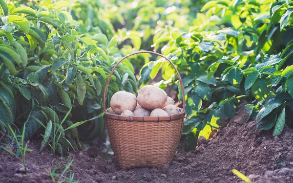 Fresh Organic Potatoes Bamboo Basket Field Harvesting Potatoes Soil — 图库照片