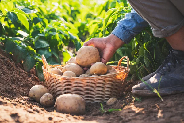 Agriculteur Récolte Des Pommes Terre Dans Champ — Photo
