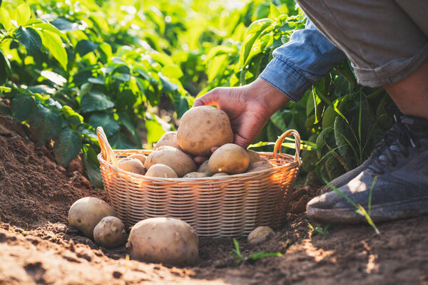 farmer harvesting potatoes in the field.