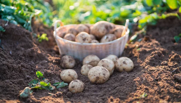 Fresh Organic Potatoes Wicker Basket Field Harvesting Potatoes Soil — Stockfoto