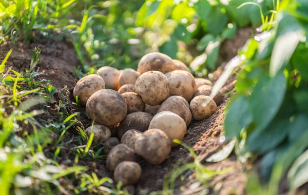 fresh organic potatoes in the field,harvesting potatoes from soil.