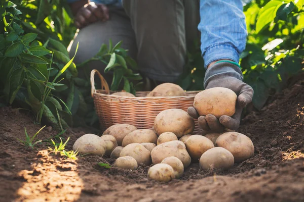 Agriculteur Récolte Des Pommes Terre Dans Champ — Photo