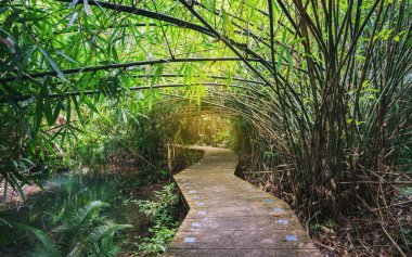 Pathway in Beautiful rain forest at nature tropical,Tha Pom,Krabi ,Thailand.