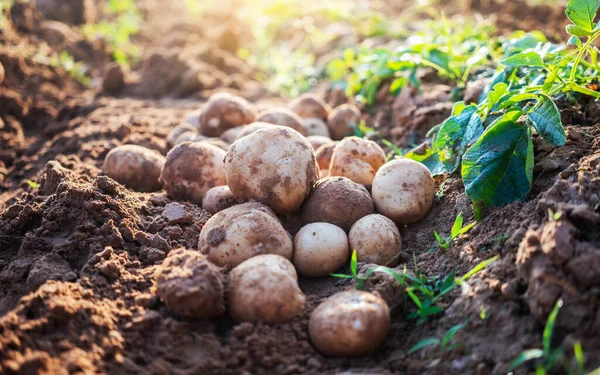 fresh organic potatoes in the field,harvesting potatoes from soil.