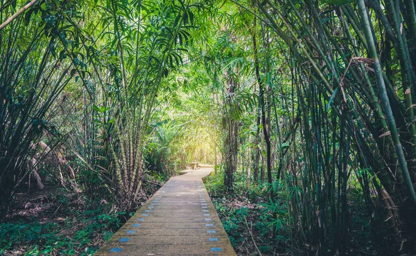 Pathway in Beautiful rain forest at nature tropical,Tha Pom,Krabi ,Thailand.