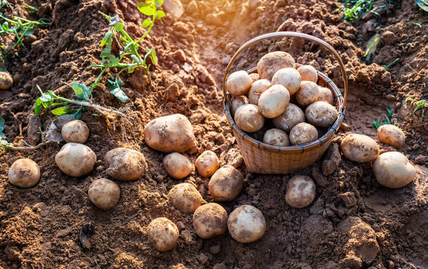fresh organic potatoes in a wicker basket in the field,harvesting potatoes from soil.