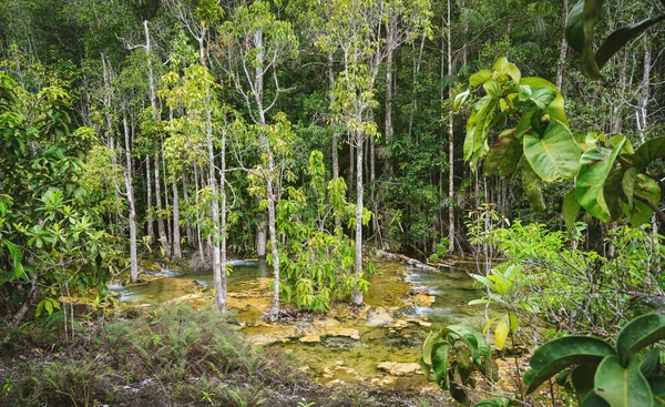Πράσινο Βάλτο Στο Δάσος Krabi Ταϊλάνδη — Φωτογραφία Αρχείου