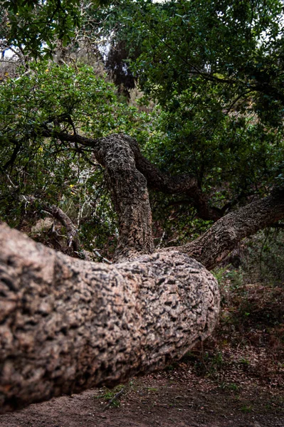 Büyük bir kaya gövdesi olan ağaç.