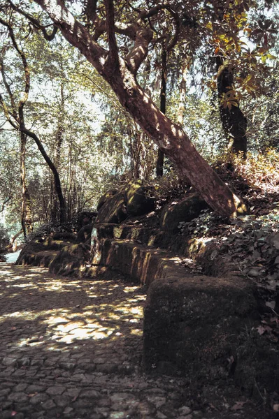 Parktaki yaşlı ağaç