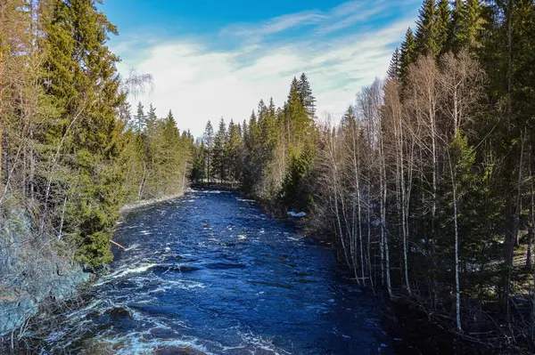 Ormanın güzel manzarası