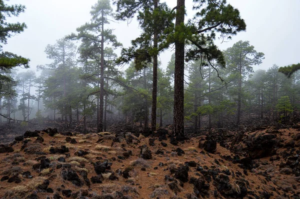 Dağlardaki ormanın güzel manzarası.
