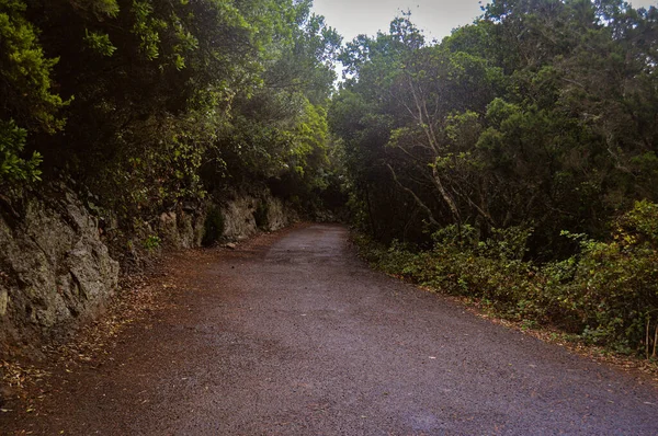 İsrail 'in kuzeyindeki ormanın içinde bir yol.