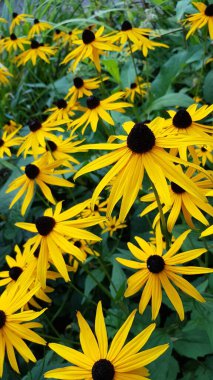 Akşamları tarlada sarı çiçeklerin makro çekimi. 