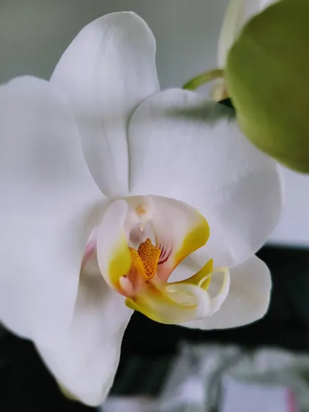 Makro Shot Białej Orchidei Żółtym Rdzeniem Zielonym Pączkiem Jasnym Ciemnym — Zdjęcie stockowe