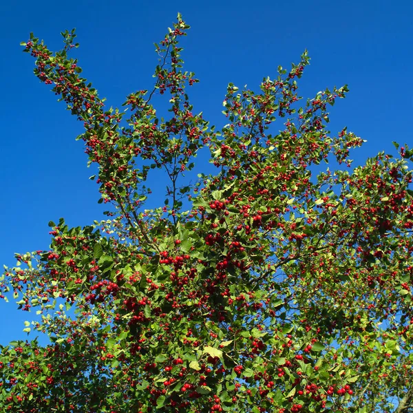 Crataegus laevigata, midland hawthorn, English hawthorn, woodland hawthorn or mayflower — Stock Photo, Image