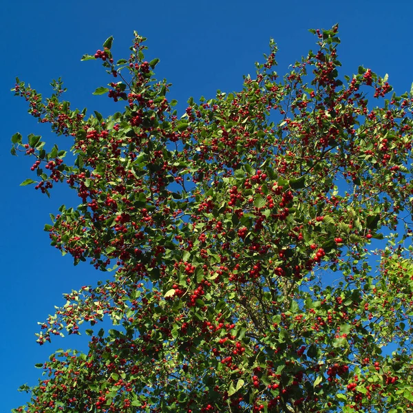 Crataegus laevigata, midland hawthorn, English hawthorn, woodland hawthorn or mayflower — Stock Photo, Image