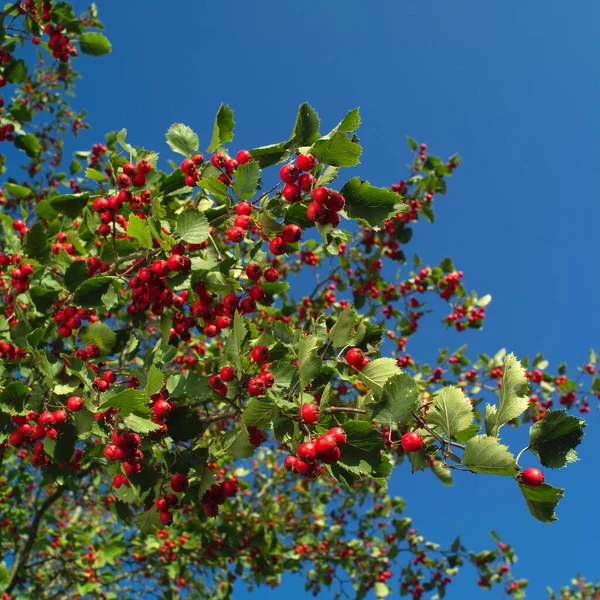 Crataegus laevigata, midland hawthorn, English hawthorn, woodland hawthorn or mayflower — Stock Photo, Image