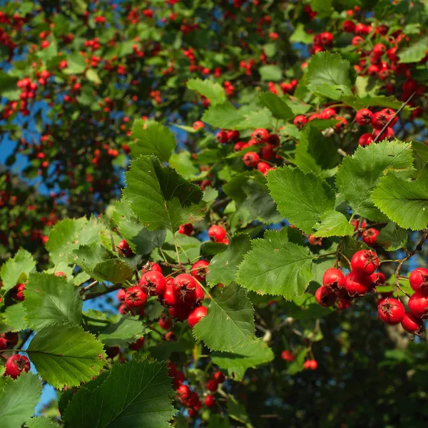 Crataegus laevigata, midland hawthorn, English hawthorn, woodland hawthorn or mayflower — Stock Photo, Image