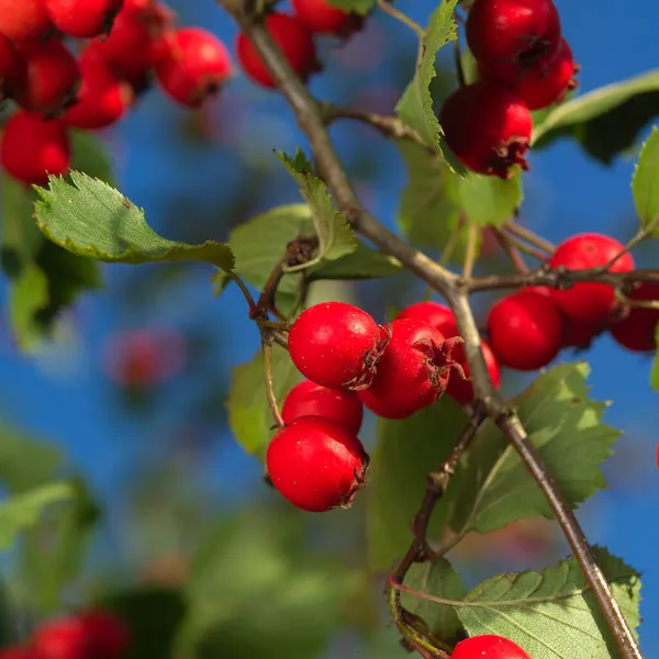 Crataegus laevigata, midland hawthorn, English hawthorn, woodland hawthorn or mayflower — Stock Photo, Image