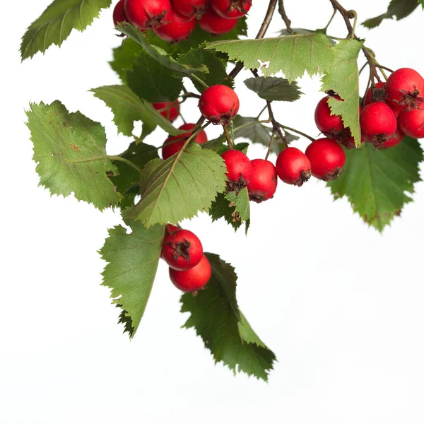 Bitkisel Tıp: genel olarak alıç, thornapple ve beyaz arka plan üzerinde izole hawberry denilen crataegus