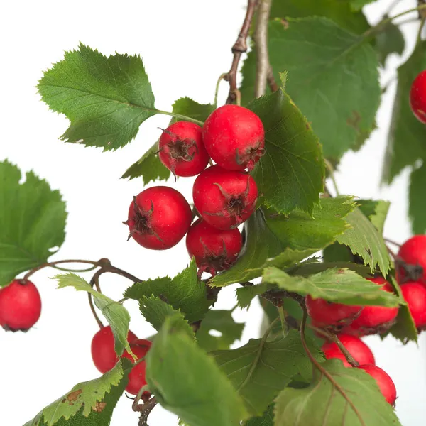 Bitkisel Tıp: genel olarak alıç, thornapple ve beyaz arka plan üzerinde izole hawberry denilen crataegus