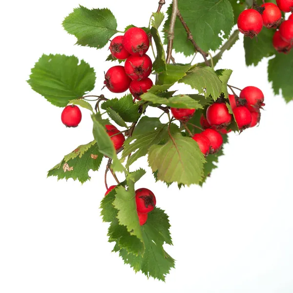Bitkisel Tıp: genel olarak alıç, thornapple ve beyaz arka plan üzerinde izole hawberry denilen crataegus