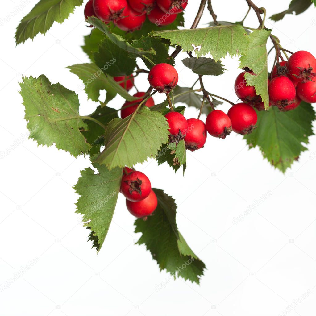 Herbal medicine: Crataegus commonly called hawthorn, thornapple and hawberry isolated on white background