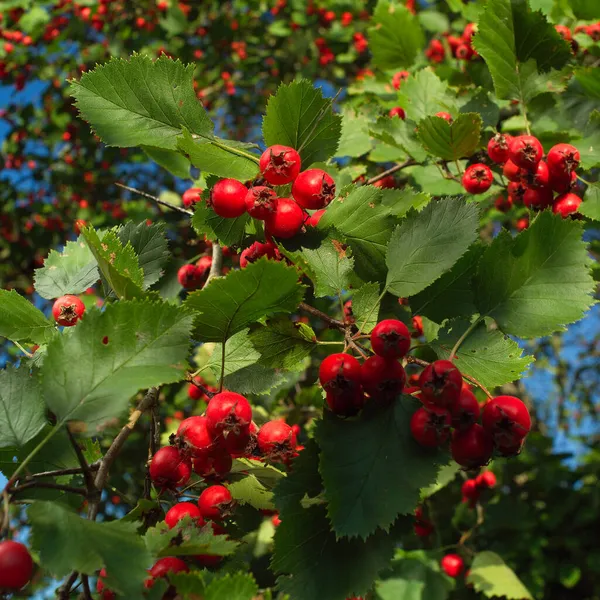 Crataegus laevigata, Midland Hawthorn, İngiliz Hawthorn Ormanı