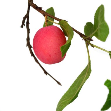 Dal üzerinde pembe erik, beyaz arkaplanda izole.