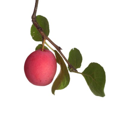 Dal üzerinde pembe erik, beyaz arkaplanda izole.