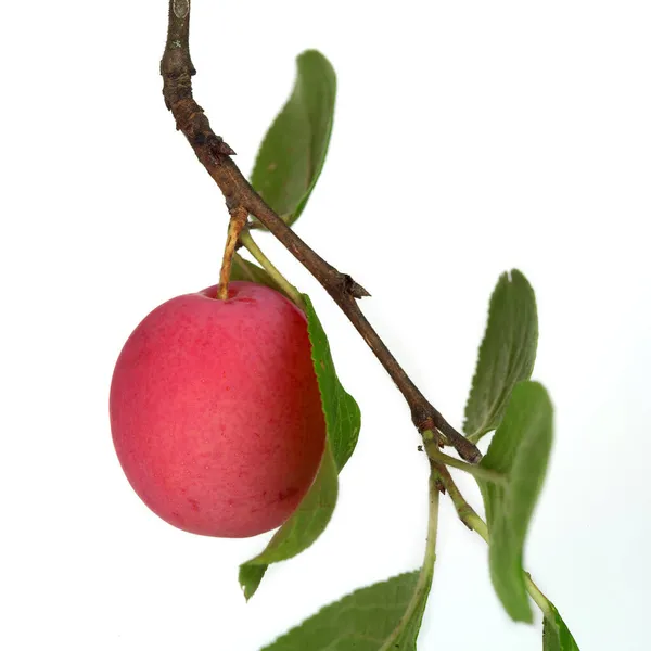 Dal üzerinde pembe erik, beyaz arkaplanda izole.
