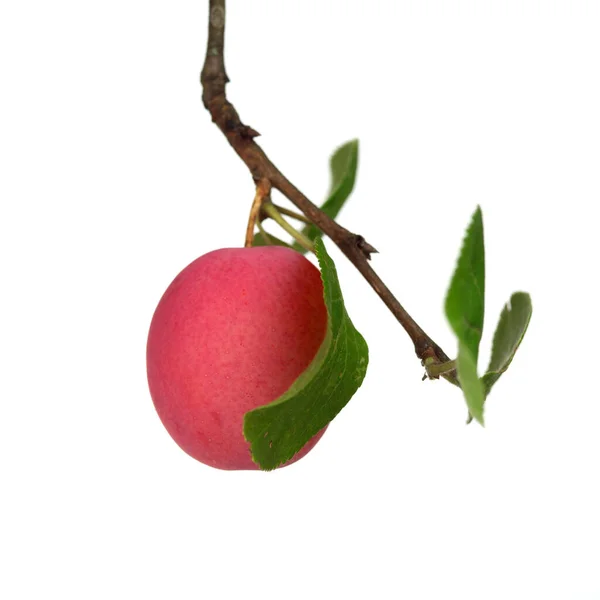 Dal üzerinde pembe erik, beyaz arkaplanda izole.