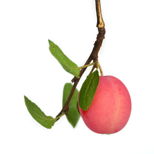 Dal üzerinde pembe erik, beyaz arkaplanda izole.