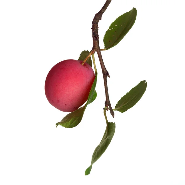 Dal üzerinde pembe erik, beyaz arkaplanda izole.