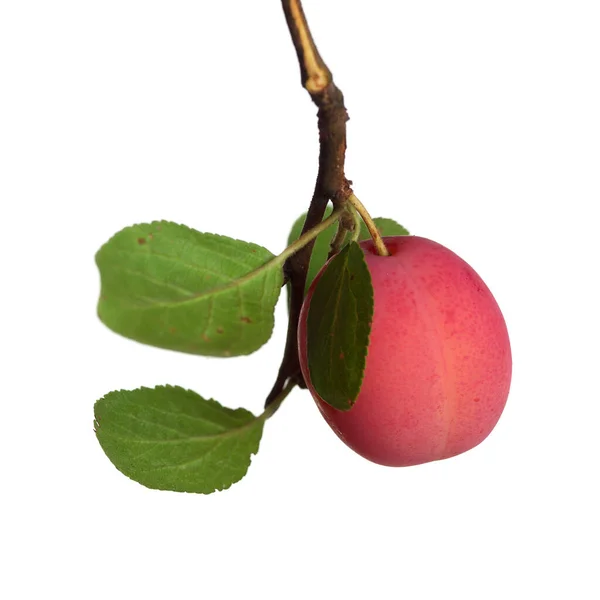 Dal üzerinde pembe erik, beyaz arkaplanda izole.