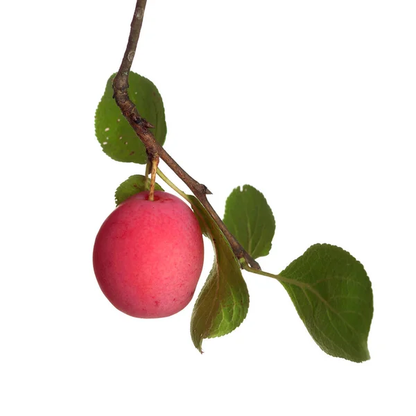 Dal üzerinde pembe erik, beyaz arkaplanda izole.