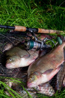 İyi yakaladın. Yeni su büyük tatlı su ortak çipura bronz çipura veya sazan balığı (Abramis brama) ve olta ile doğal zemin üzerine reel olarak bilinen çekilen. Balık ve olta ile reel yeşil çimenlerin üzerinde doğal bileşimi