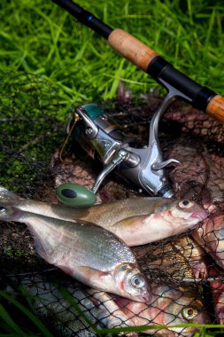 Balıkçılık konsepti. Tatlı su balıkları ve içinde balıkçılık yakalamak ile keepnet üzerinde makaraları ile olta. Yeşil çimüzerinde bronz çipura veya sazan bream (Abramis brama) olarak bilinen ortak çipuralar ile keepnet iki tatlı su beyaz çipura veya gümüş çipura