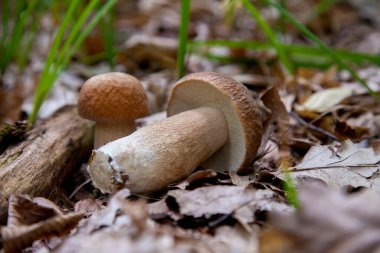 İki boletus edulis mantar (cep, penny topuz, porcino veya kral bolete, genellikle porcini mantar denir) yosun, yeşil ot ve sonbahar sezonunda düşmüş yaprakları arasında orman zeminüzerinde yetişir