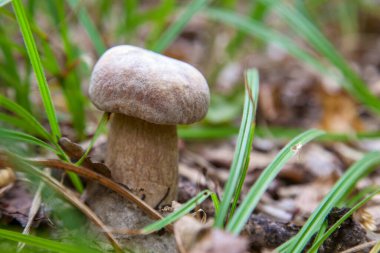 Boletus edulis (cep, penny topuz, porcino veya kral bolete, genellikle porcini mantar denir) yosun, yeşil çim ente ve sonbahar sezonunda düşmüş yaprakları arasında orman zeminüzerinde yetişir