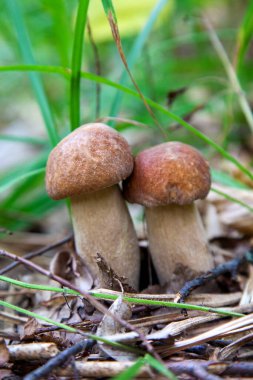 Boletus edulis mantar ailesi (cep, penny topuz, porcino veya kral bolete, genellikle porcini mantar denir) yosun, yeşil çim ente ve sonbahar sezonunda düşmüş yaprakları arasında orman zeminüzerinde yetişir