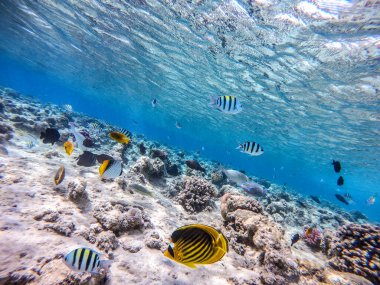Balıkların farklı türleri - yelken tang veya Desjardin 'in yelken yüzgeci tang, Hipposcarus longiceps veya Uzun Burunlu Parrotfish, Rhinecanthus suikast balığı veya Picasso tetikleyici, Birdmouth wrasse, Klunzinger' s wrasse ve diğer tropikal balıklar