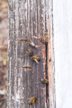 Apiary'deki arı kovanının girişinde bir sürü arı var. Meşgul arılar, beyaz kalas üzerinde swarming arıların yakın görünümü