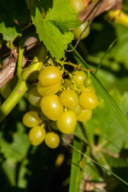 Üzüm bağında asılmış bir demet yeşil üzüm. Bahçede asılı bir demet yeşil üzümün yakın görüntüsü