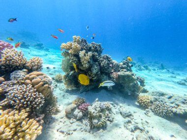 Mercan resiflerinde sualtında Chaetodon semilarvatus olarak bilinen tropikal Mavi Kelebek Kelebeği. Mercanlar ve tropikal balıklarla dolu su altı yaşamı. Kızıl Deniz 'deki Mercan Resifi, Mısır