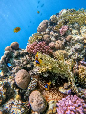 Amphiprion Inae (Amphiprion Inae) adlı renkli tropikal balığın mercan resiflerindeki doğal barınağını yakından görmektedir. Mercanlar ve tropikal balıklarla dolu su altı yaşamı. Kızıl Deniz 'deki Mercan Resifi, Mısır